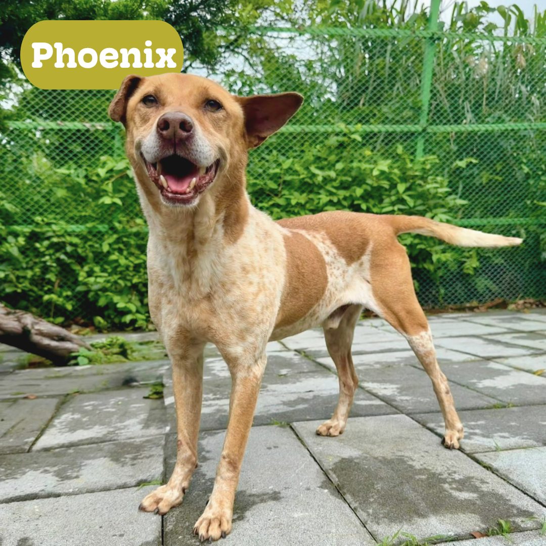 Phoenix