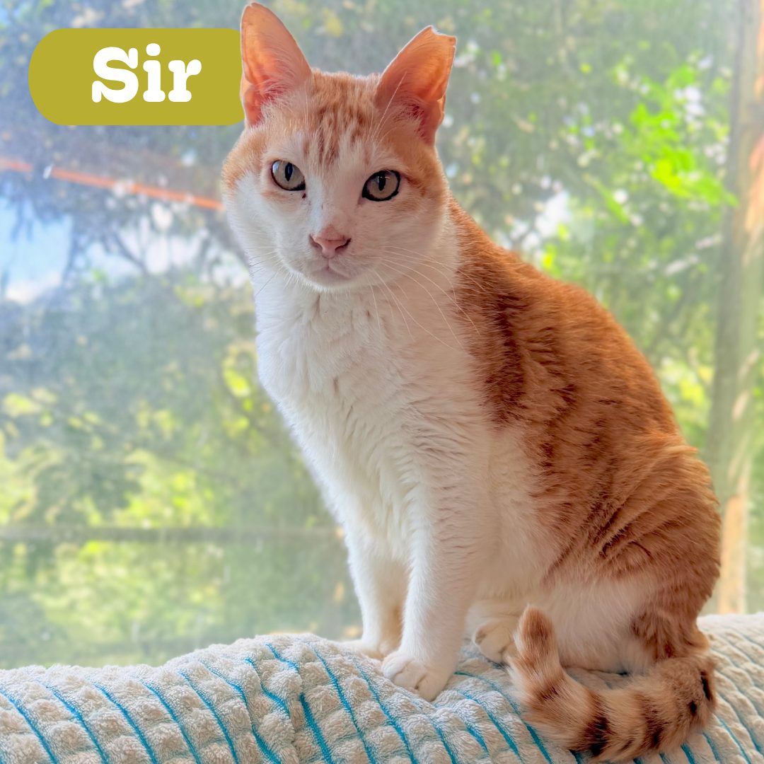 Sir