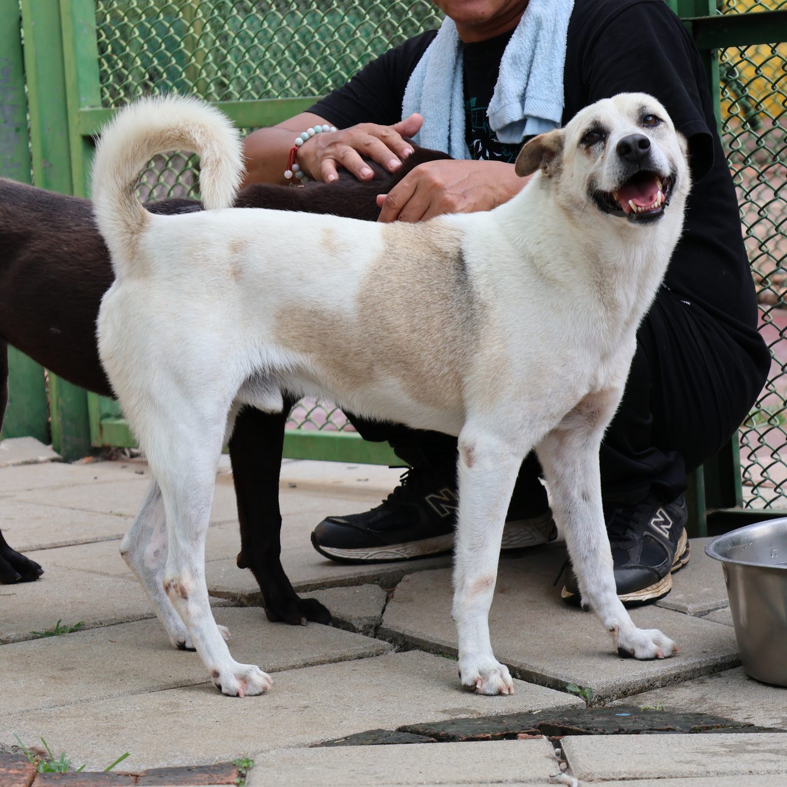 Xiao Bai, a dog looking for a home in Taiwan