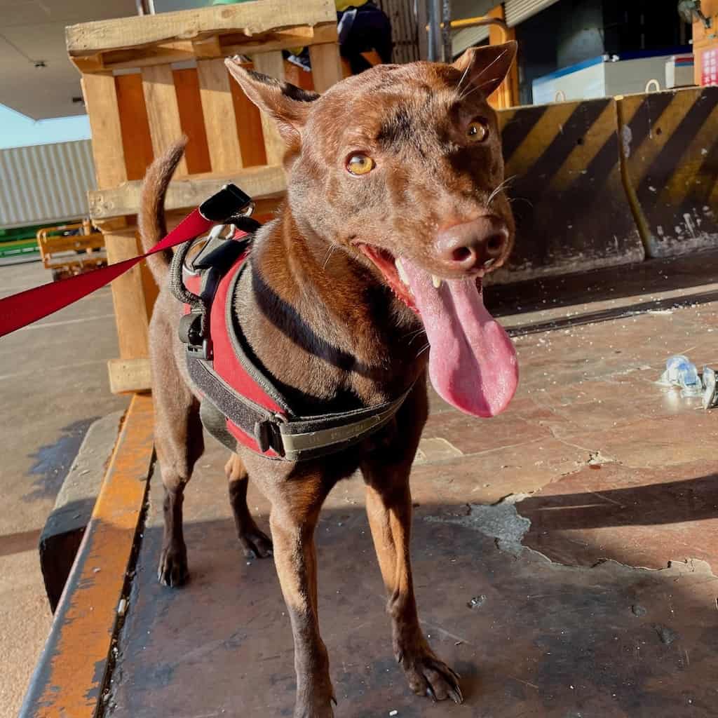 Audrey after treatment and care with StrayKind