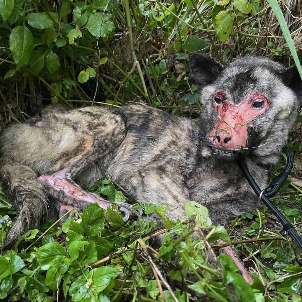 Baboon when StrayKind rescued her or him