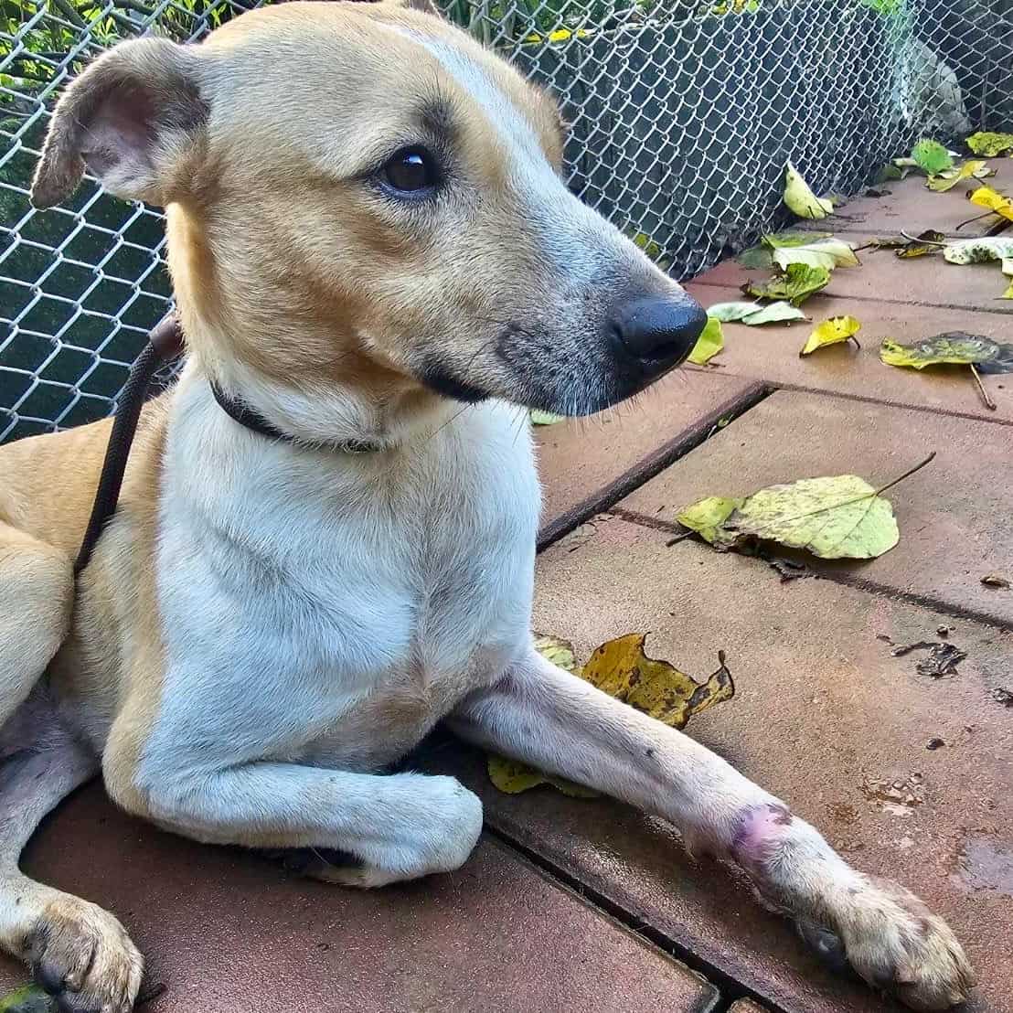 Bamboo after treatment and care with StrayKind