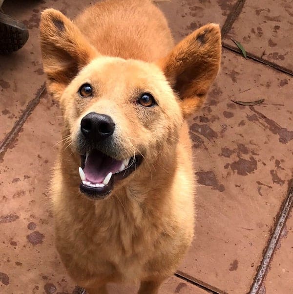 Bilbo after treatment and care with StrayKind