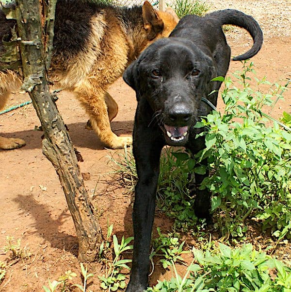 Bruno after treatment and care with StrayKind