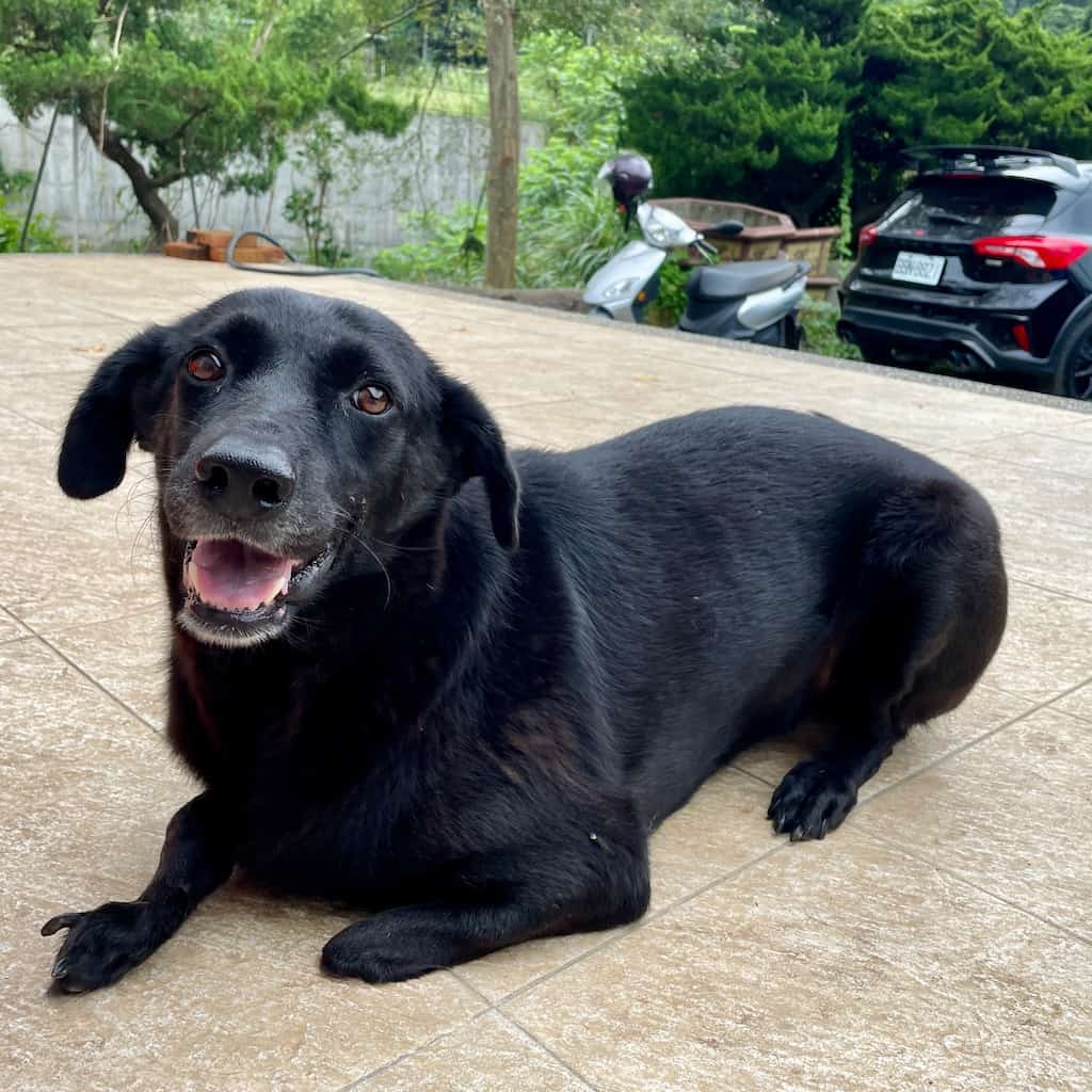 Dalia after treatment and care with StrayKind