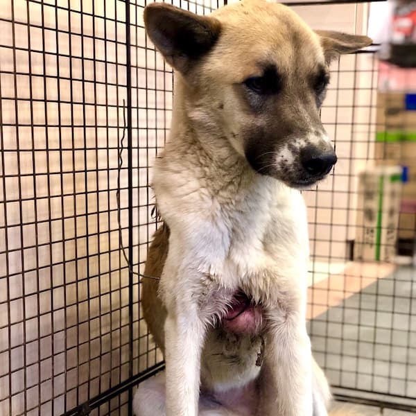 Diya when StrayKind rescued her or him