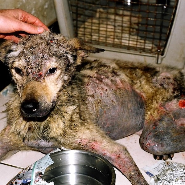 Lazarus when StrayKind rescued her or him