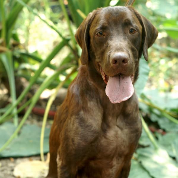 Lucky after treatment and care with StrayKind