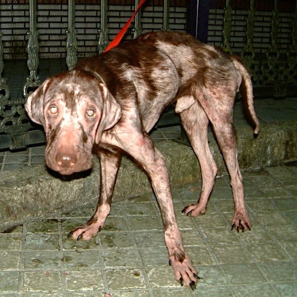 Lucky when StrayKind rescued her or him