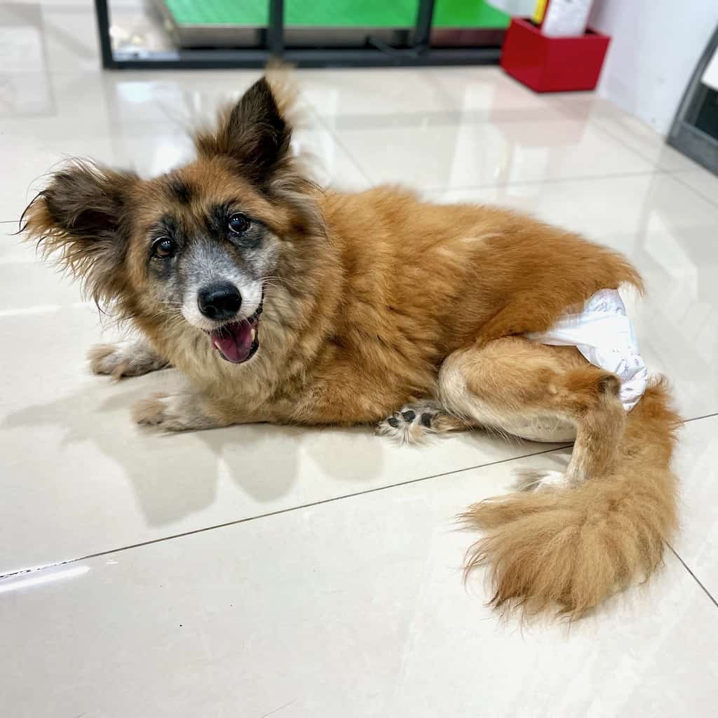 Macy after treatment and care with StrayKind