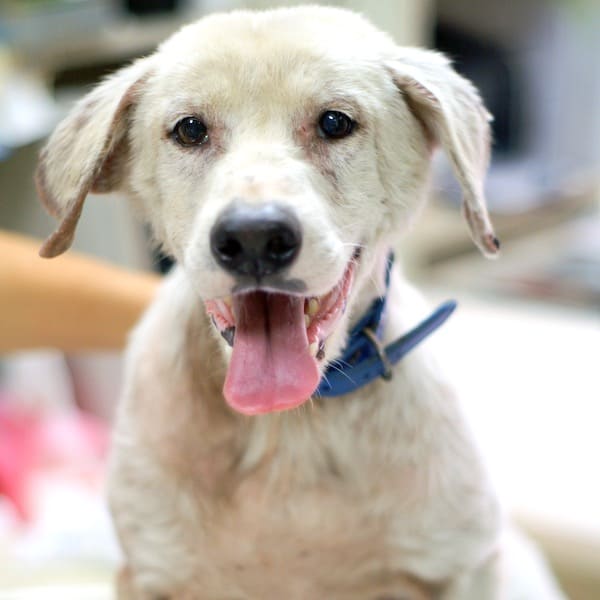Maxwell after treatment and care with StrayKind