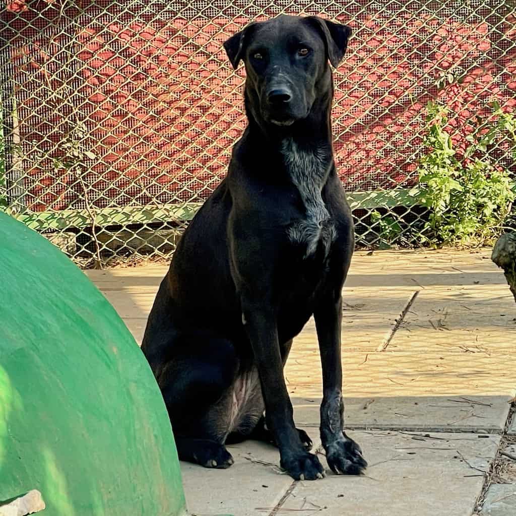 Mona after treatment and care with StrayKind
