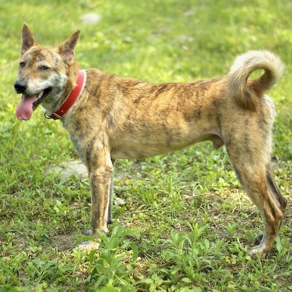 Prince after treatment and care with StrayKind