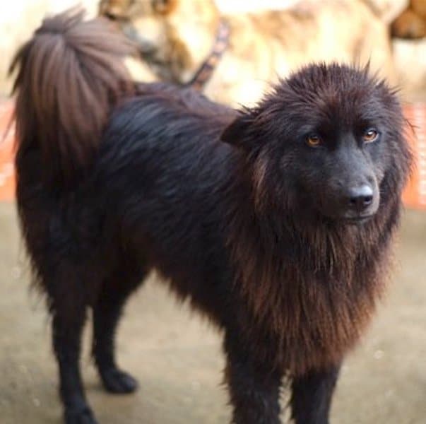 Puppet after treatment and care with StrayKind
