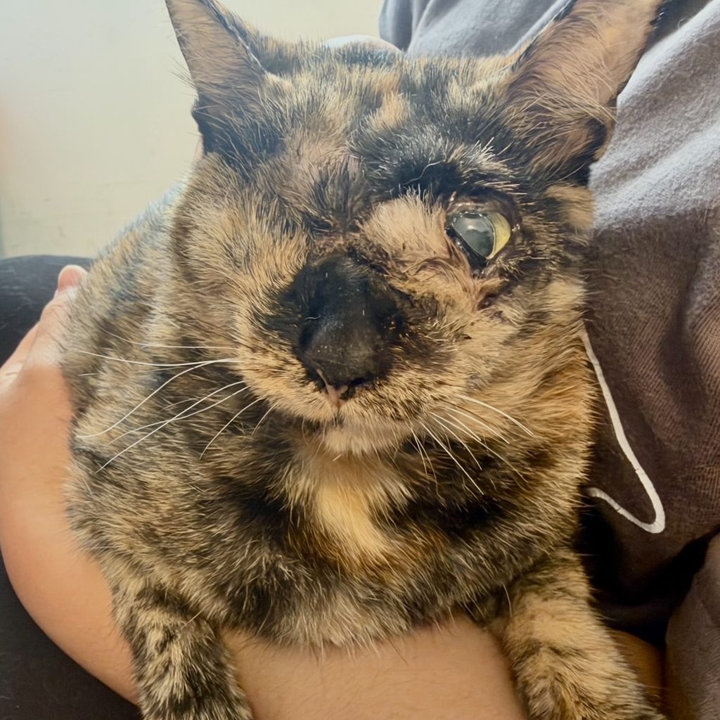 Stevie today, held in a carer's arms. The wounds have healed over, her fur has grown back, and her remaining eye is clouded but open.