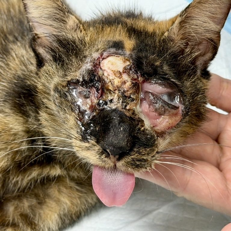 Stevie, a tortoiseshell cat, on a vet's table the day she was found. Both eyes are destroyed by open wounds and the bone between them is exposed.