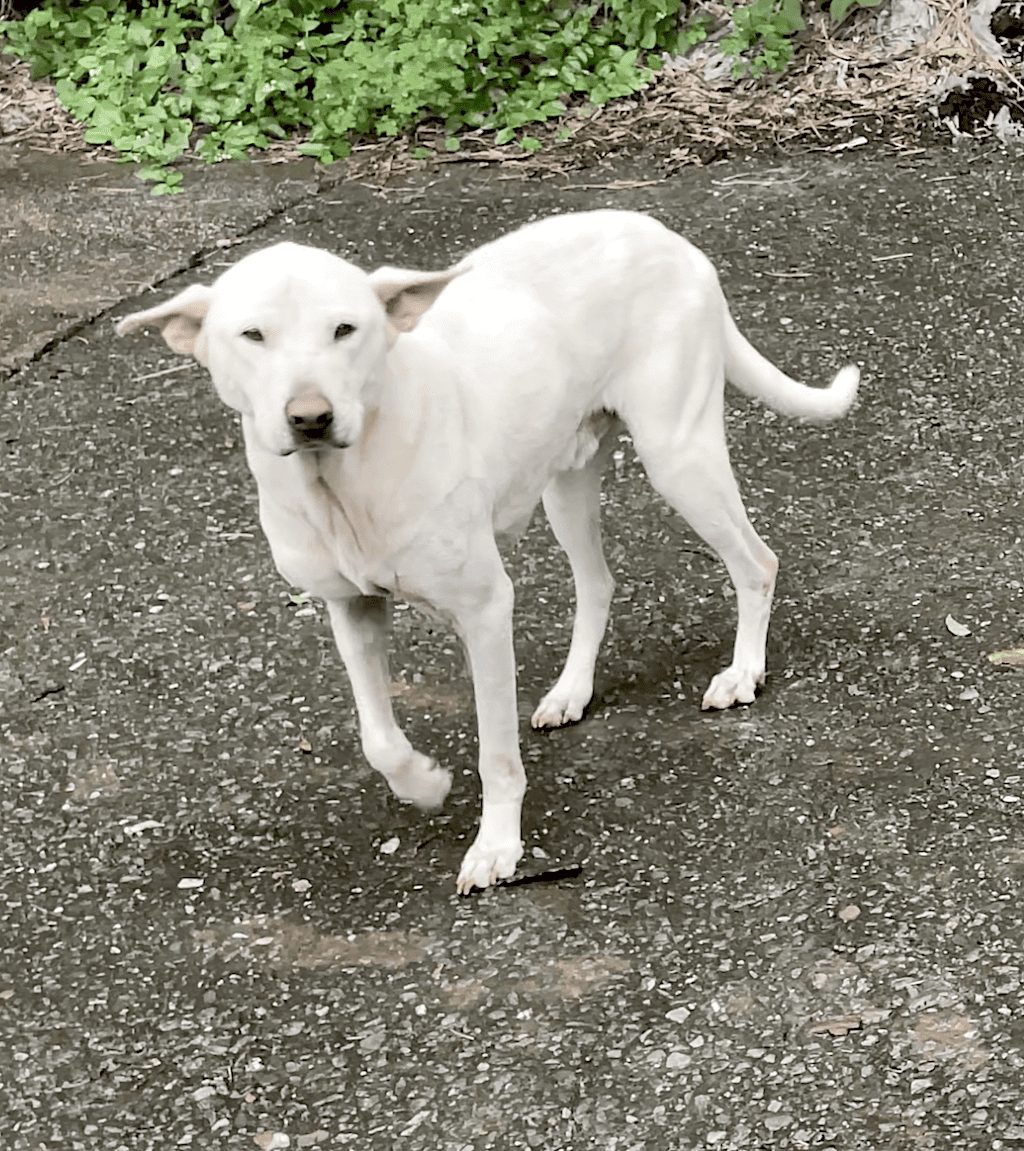 Xiao Bai after treatment and care with StrayKind
