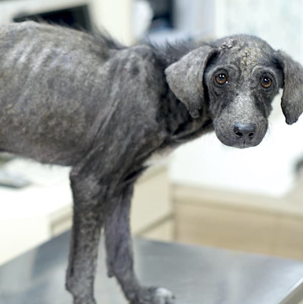 Zeppelin when StrayKind rescued her or him