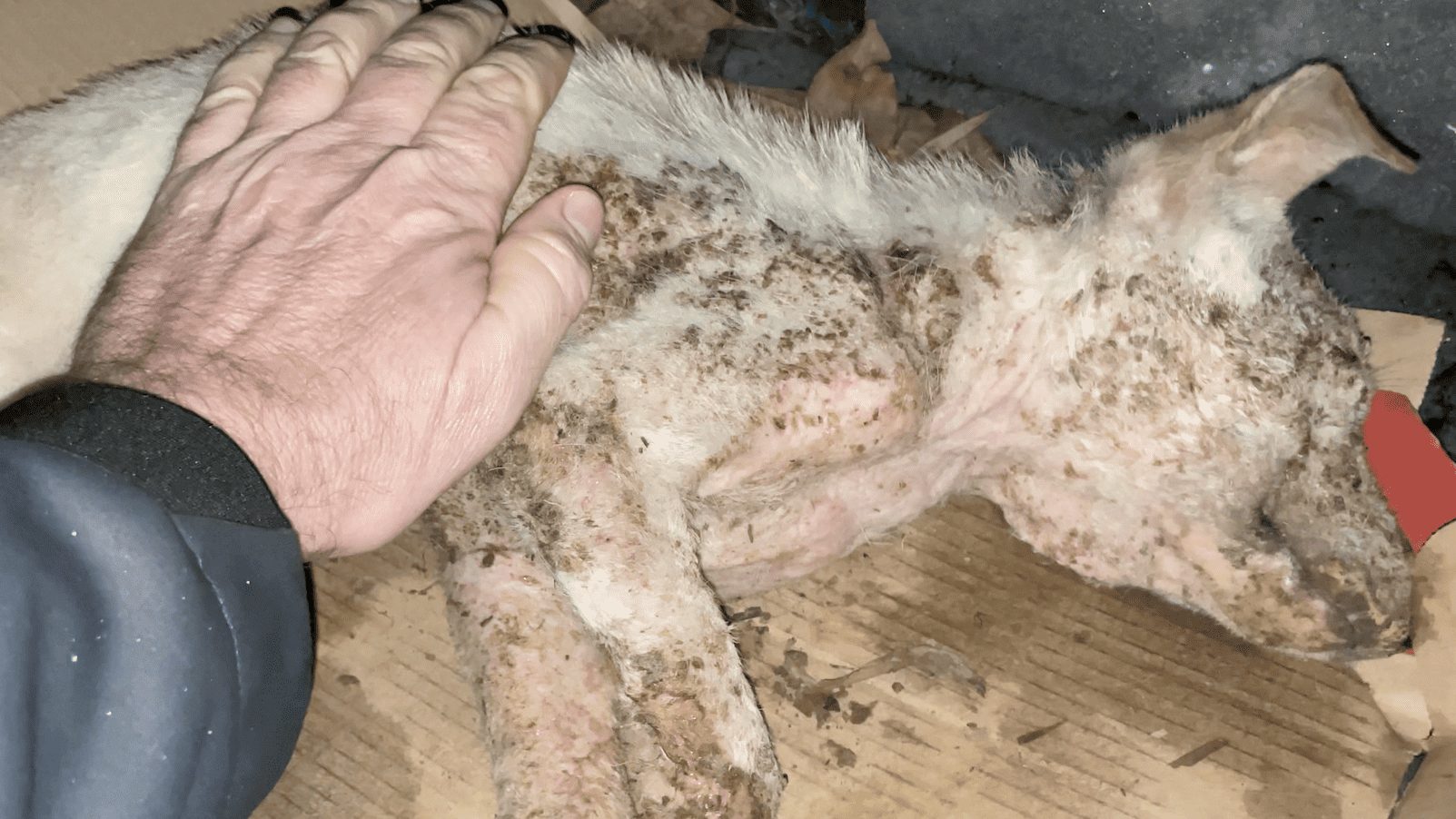 Luna, a puppy found ice cold and barely breathing in the cab of an abandoned truck