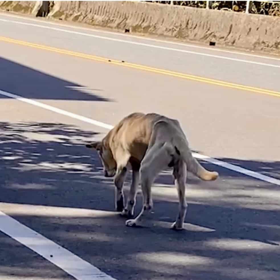 Cassidy, a stray dog with a badly broken leg, shortly after rescue