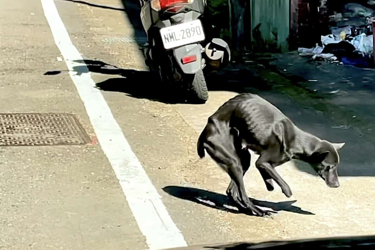 Mary, a stray dog who lost both front feet to snares, with her newborn puppies
