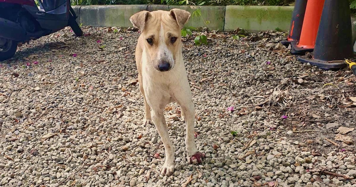 Bamboo, a young dog whose front-left foot was maimed by a wire snare