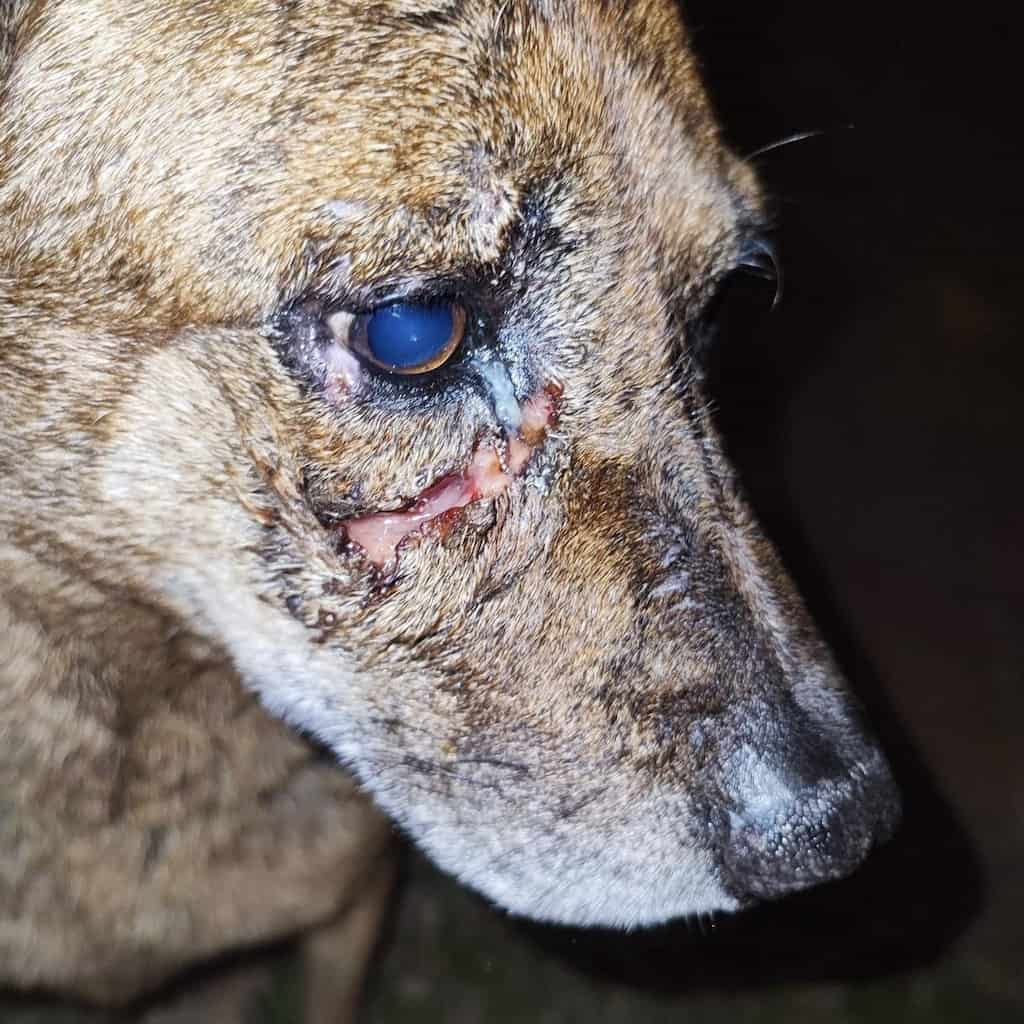 Er Bao, a friendly stray dog with a deep facial wound