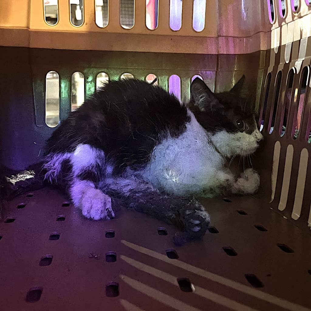 Felicia, a stray kitten with a broken leg caked in hardened tar