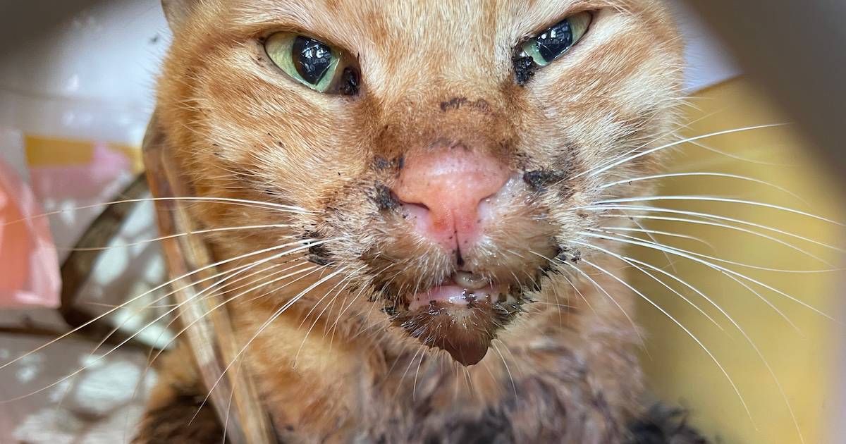 Ollie, a ginger tom cat who lost most of his tongue to infection and necrosis