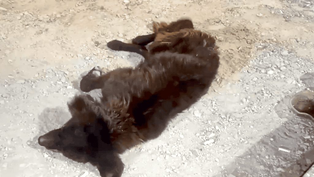 A young stray dog lying at the side of a road in New Taipei City after being hit by a car