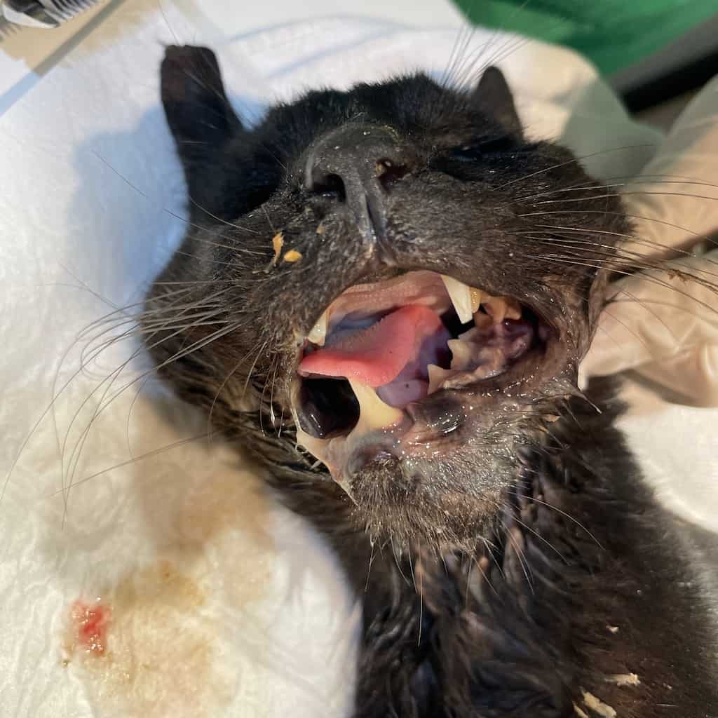 Plaza, a blind stray cat with a badly broken jaw