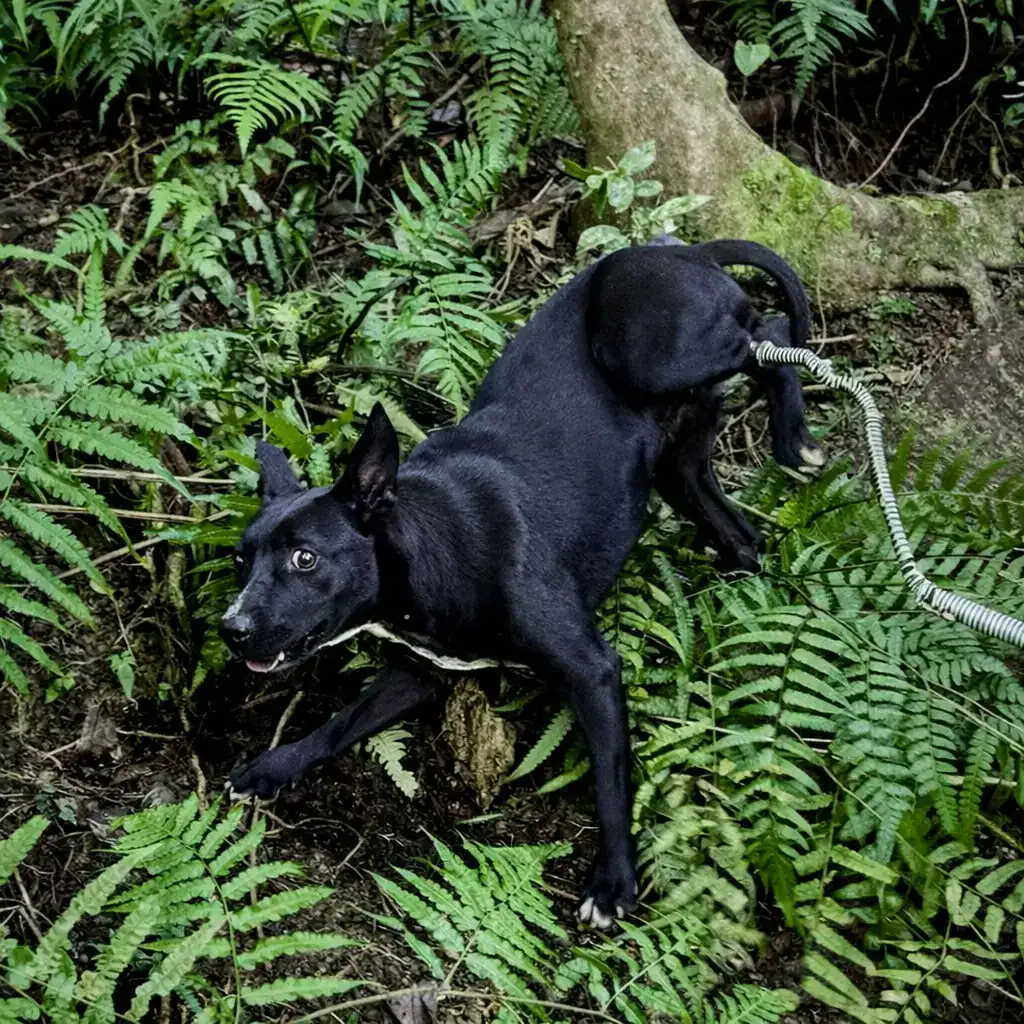 Tilly, a black stray dog, with a wire snare tight around her hind leg.