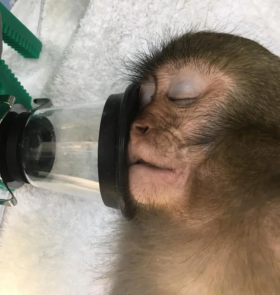 A macaque sedated on a treatment table after a snare injury