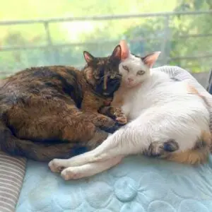Calico and Pearl