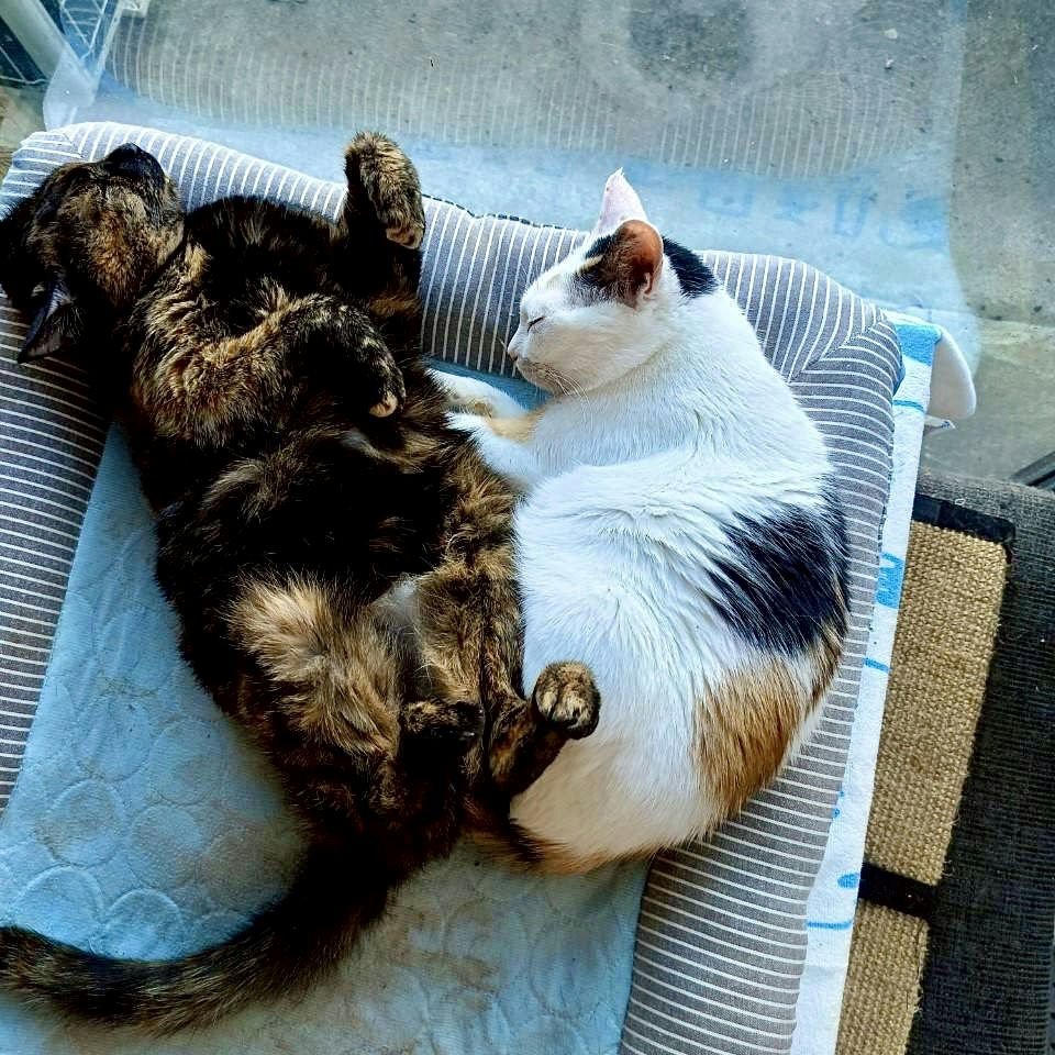 Calico and Pearl