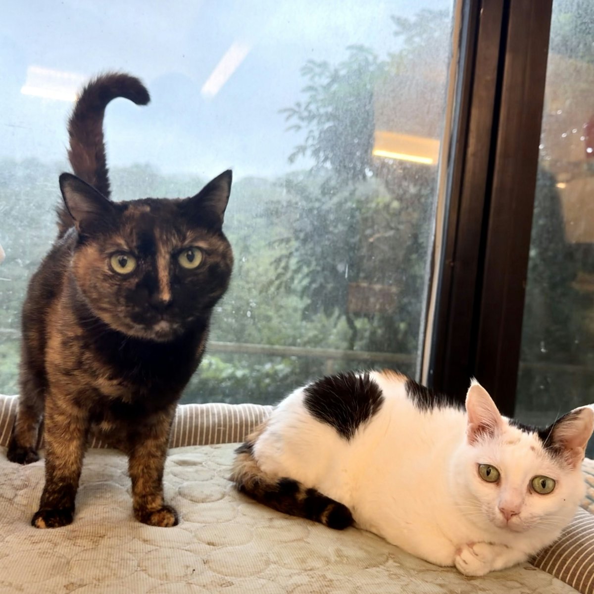 Calico and Pearl