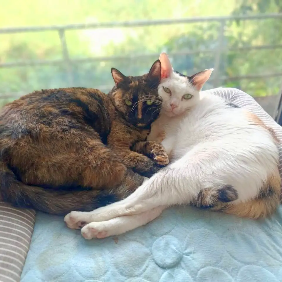 Calico and Pearl