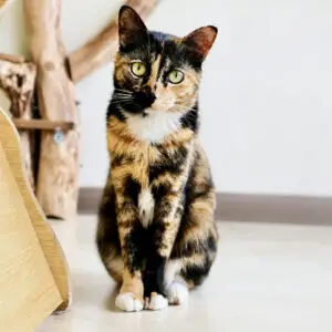 Elsa