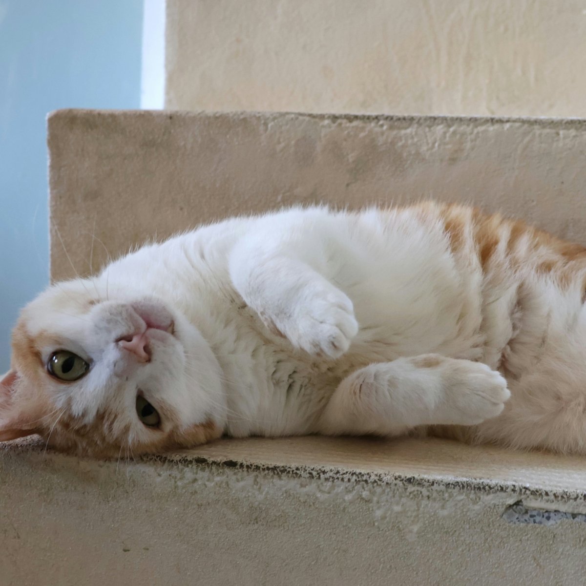 Sir