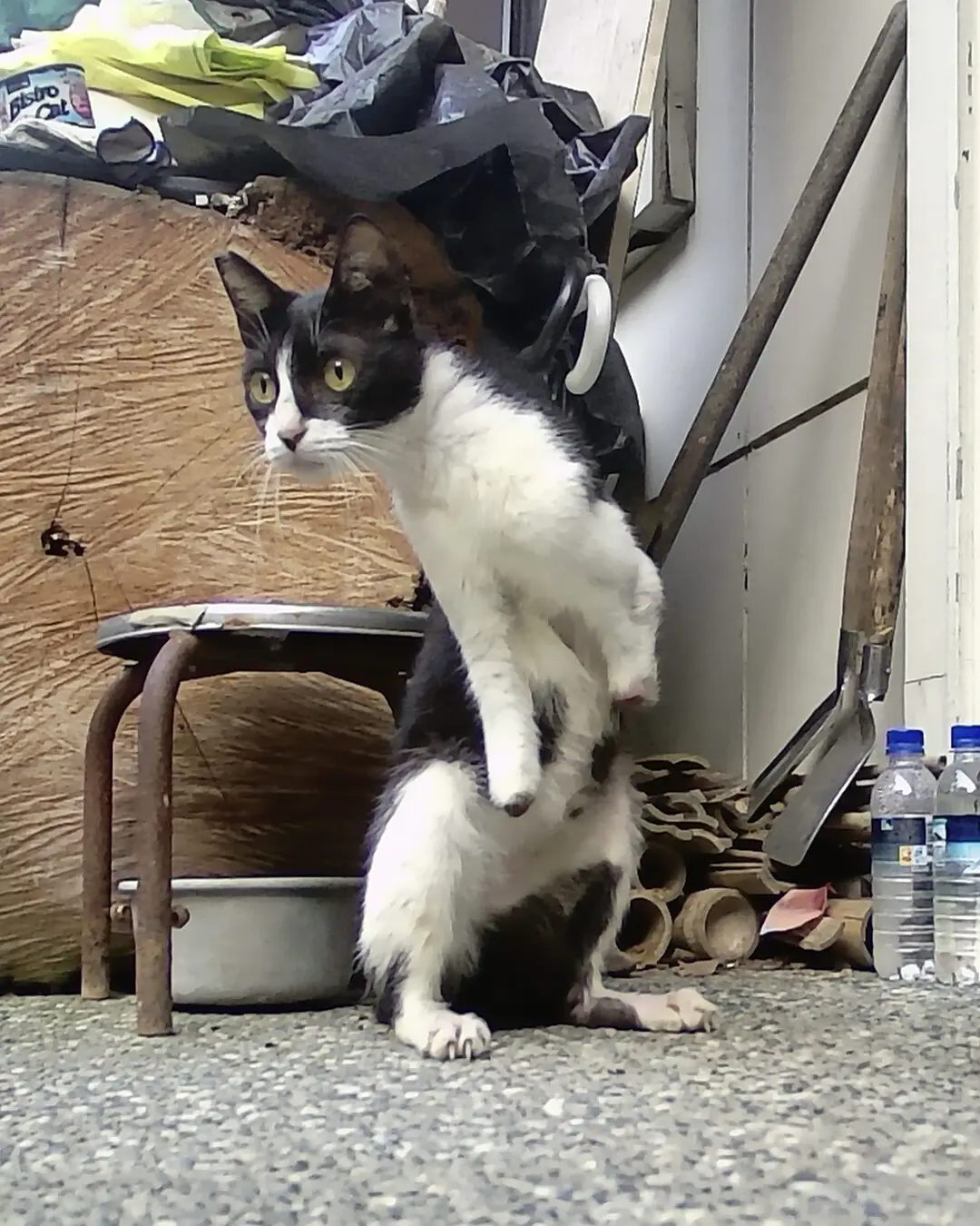 Wren, a rescued cat with no front feet