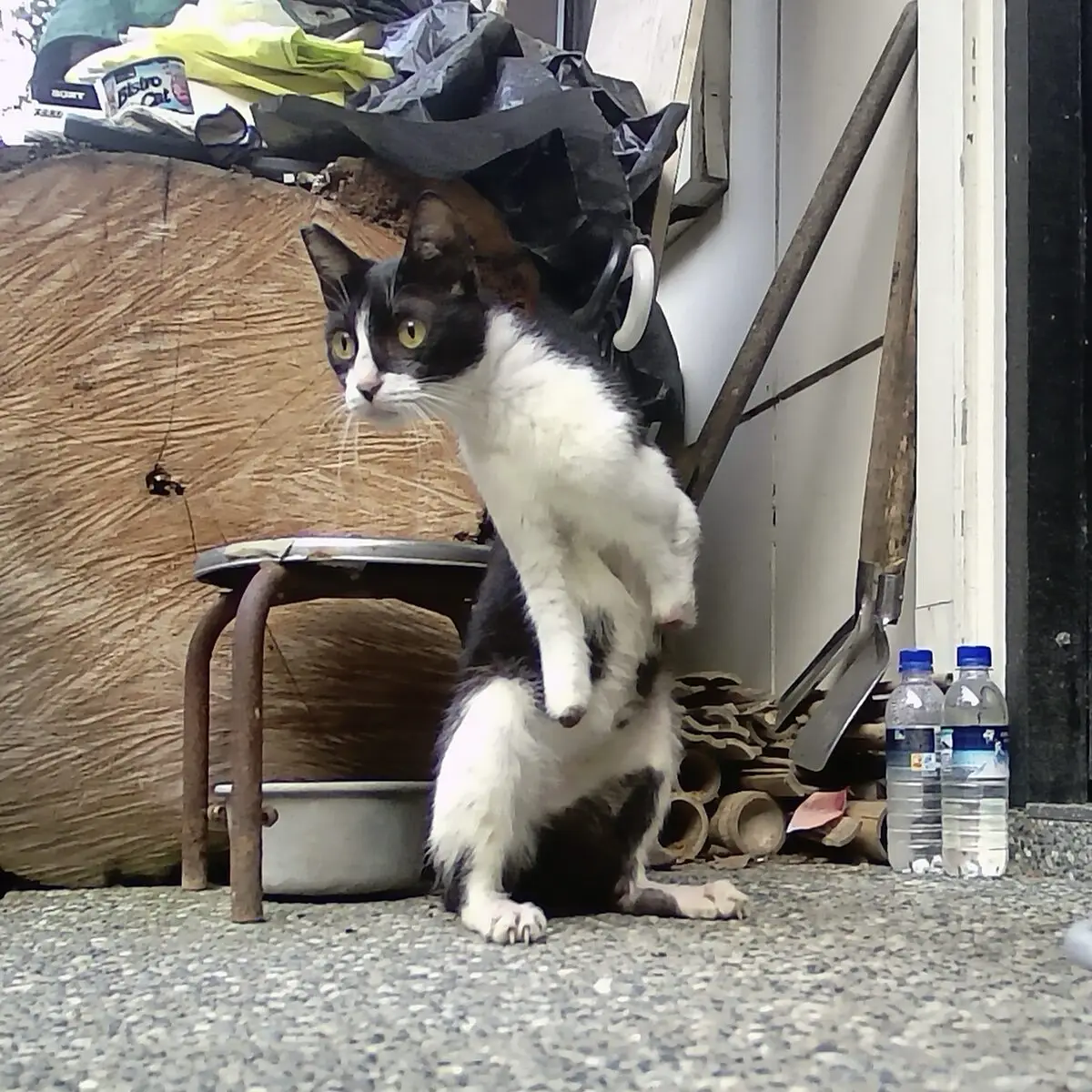 Wren, a black-and-white rescue cat, balanced upright with her injured front stumps raised