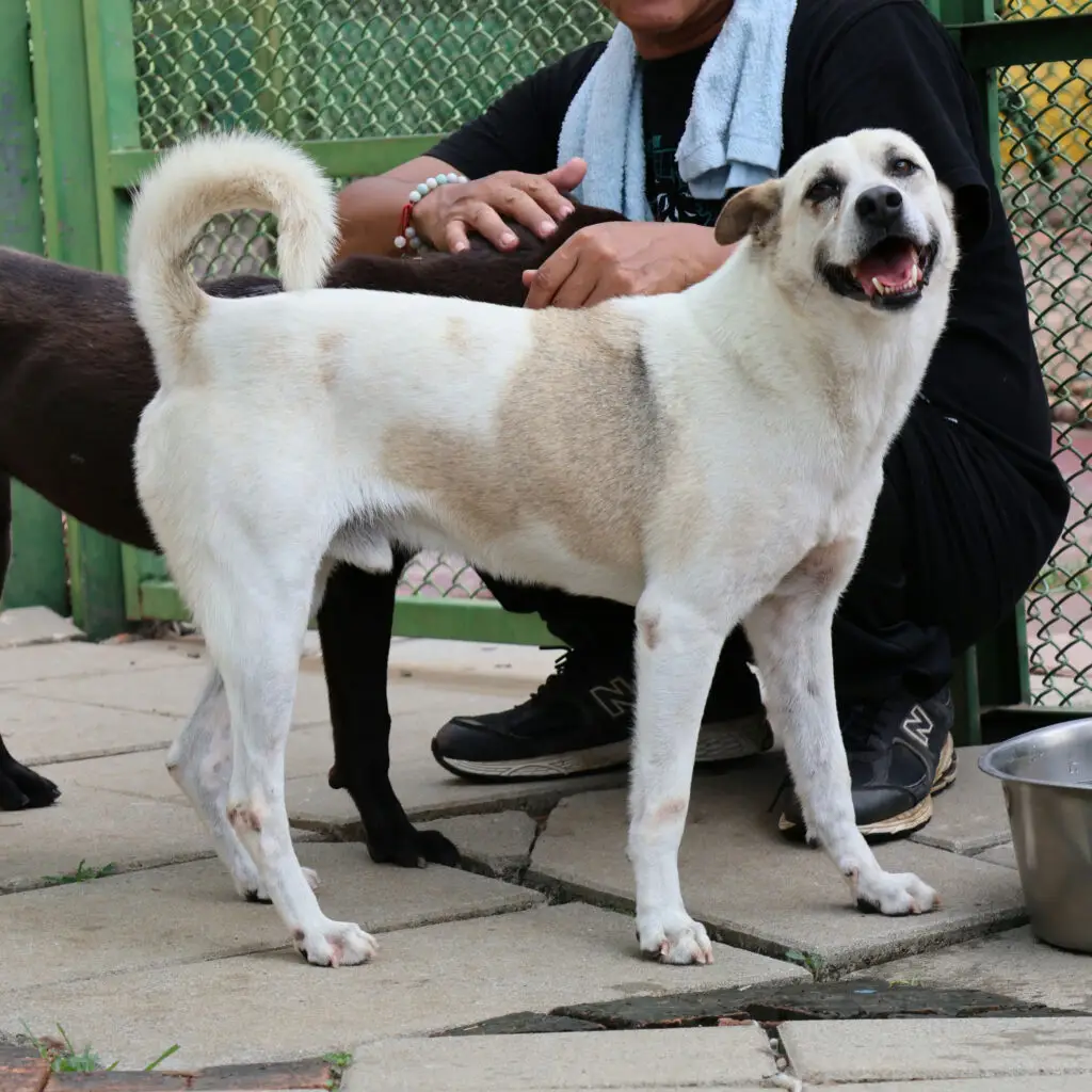 Xiao Bai