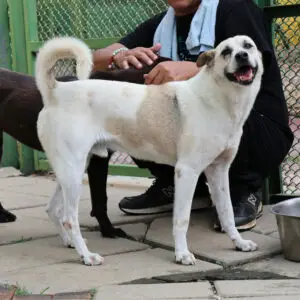 Xiao Bai